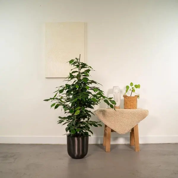 Ficus benjamina Danielle - Ø21cm - ↕95cm + Pot Mayk Lead  BotanicBridge