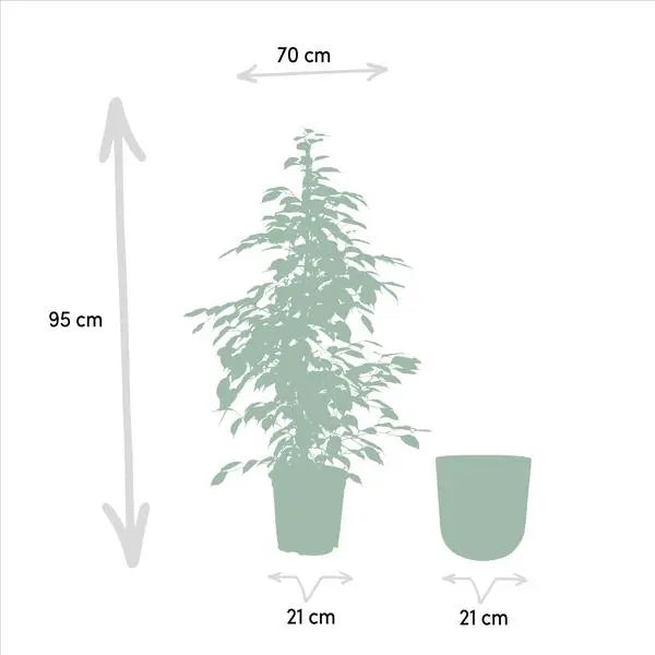 Ficus benjamina Goldenking - Ø21cm - ↕95cm + Pot Mayk Lead  BotanicBridge