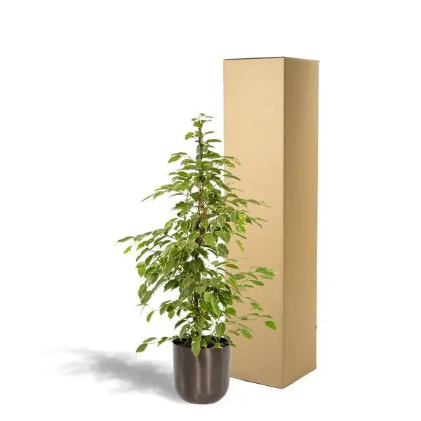 Ficus benjamina Goldenking - Ø21cm - ↕95cm + Pot Mayk Lead  BotanicBridge