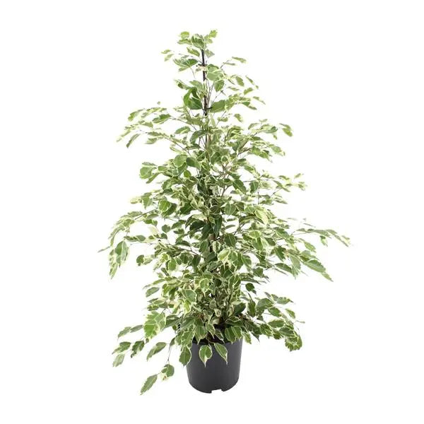 Ficus benjamina Twilight - Ø21cm - ↕95cm  BotanicBridge