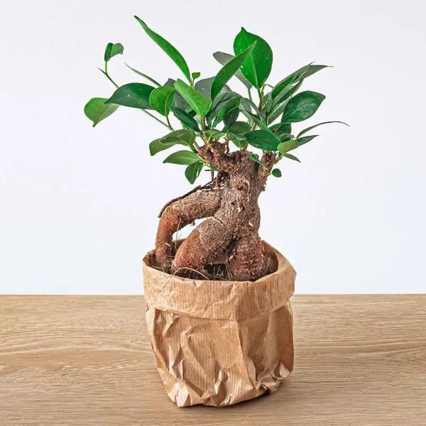 Ficus microcarpa ginseng bonsai  - Potmaat 9  BotanicBridge