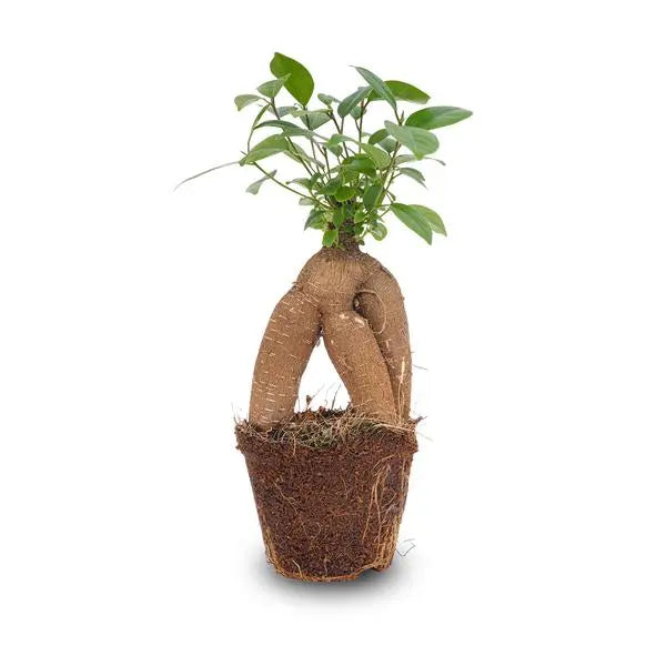 Ficus microcarpa ginseng bonsai  - Potmaat 9  BotanicBridge