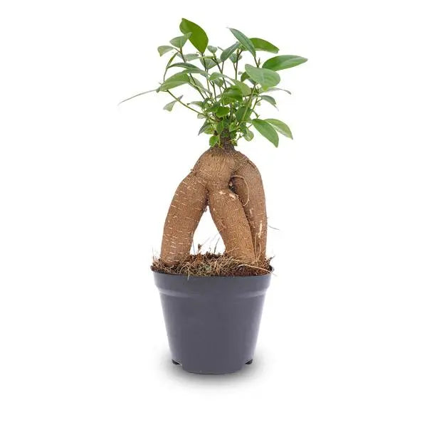 Ficus microcarpa ginseng bonsai  - Potmaat 9  BotanicBridge