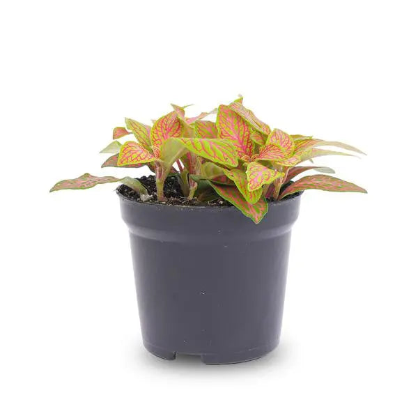 Fittonia Oranje - Roze - Ruby Lime - Mozaiekplantje - Potmaat 8  BotanicBridge