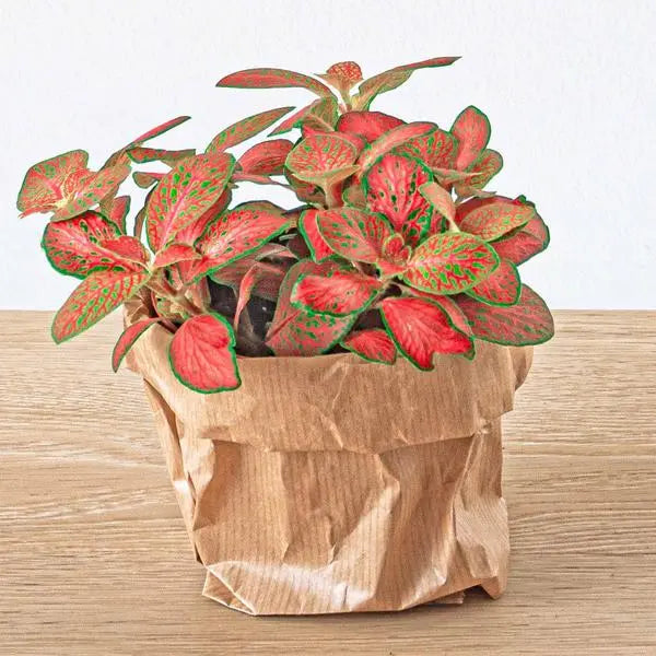 Fittonia Oranje - Roze - Ruby Lime - Mozaiekplantje - Potmaat 8  BotanicBridge