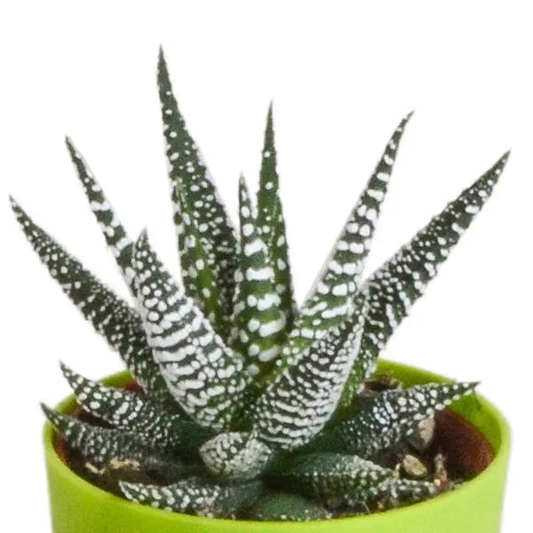 Gasteria/Haworthia mix 5,5cm - 5x - in gekleurde plasticpot  BotanicBridge