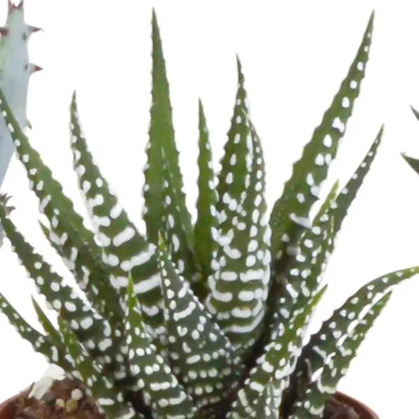 Gasteria/Haworthia mix 5,5cm - zonder pot - 5x  BotanicBridge