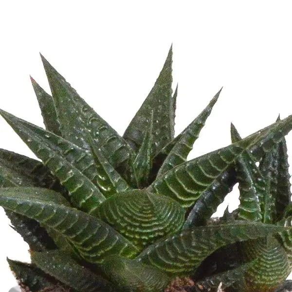 Gasteria/Haworthia mix 8,5cm - 3x - in terracotta pot  BotanicBridge