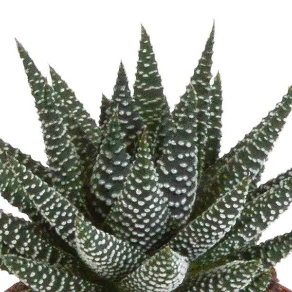 Gasteria/Haworthia mix 8,5cm - 3x - in witte pot  BotanicBridge