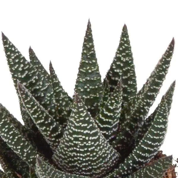 Gasteria/Haworthia mix 8,5cm - 3x - zonder pot  BotanicBridge