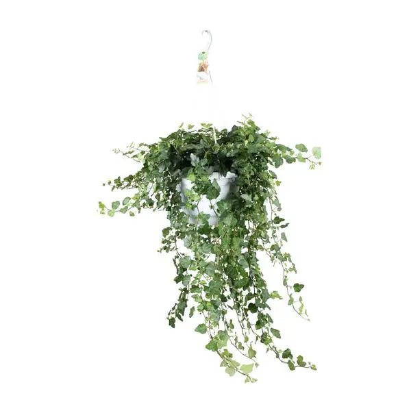 Hedera Wonder Green - Ø24cm - ↕70cm - Ø24 - ↨70cm  BotanicBridge