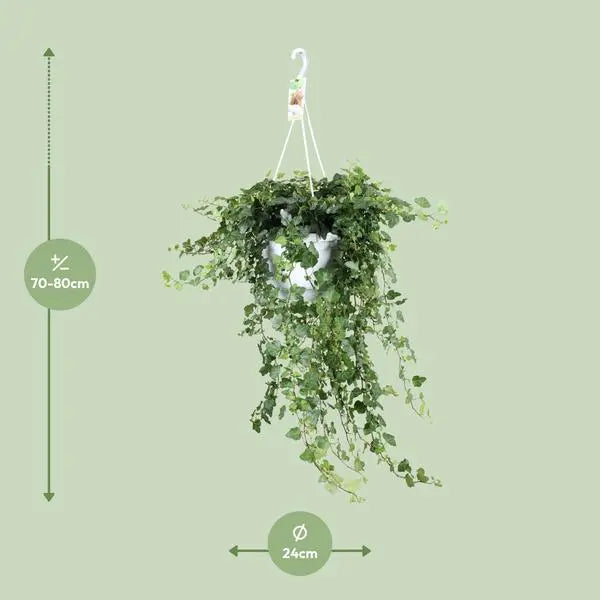 Hedera Wonder Green - Ø24cm - ↕70cm - Ø24 - ↨70cm  BotanicBridge