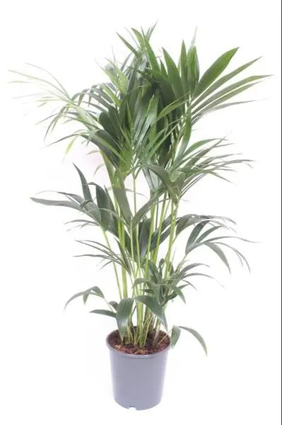 Howea Forsteriana - Ø24cm - ↕120cm  BotanicBridge