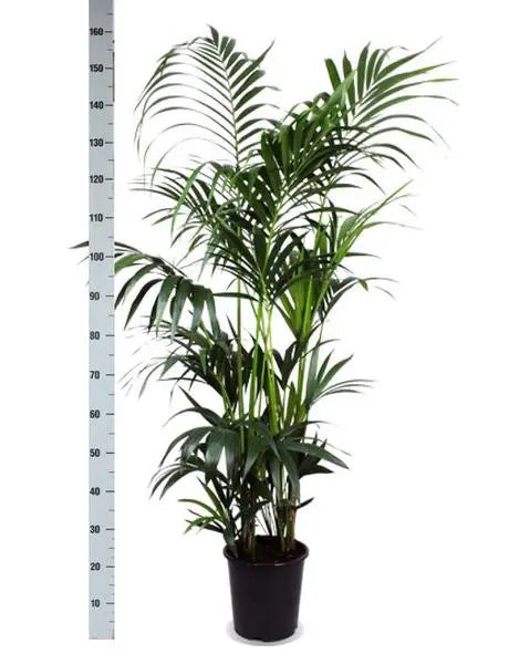 Kentia Palm - Ø27cm - ↕160cm  BotanicBridge