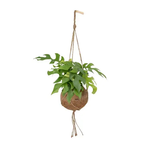 Kokodama Monstera Minima Hang - Ø15cm - ↕25cm  BotanicBridge