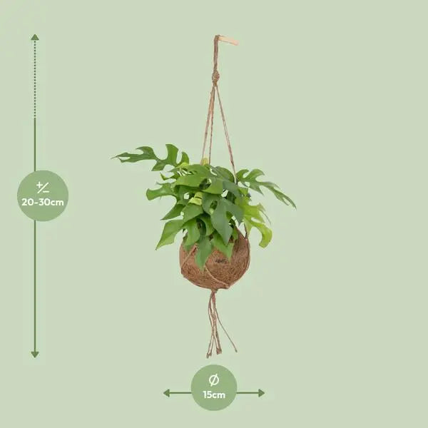 Kokodama Monstera Minima Hang - Ø15cm - ↕25cm  BotanicBridge