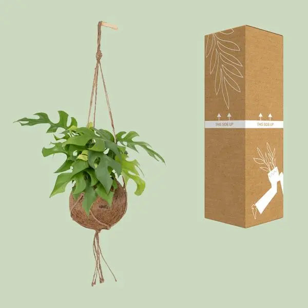 Kokodama Monstera Minima Hang - Ø15cm - ↕25cm  BotanicBridge