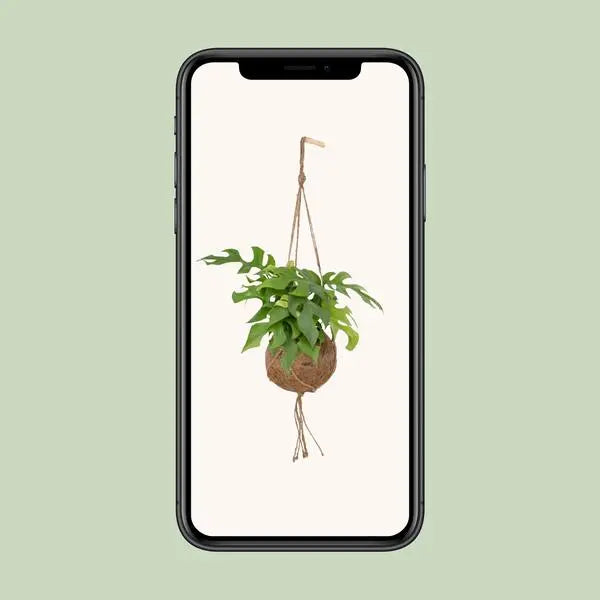 Kokodama Monstera Minima Hang - Ø15cm - ↕25cm  BotanicBridge