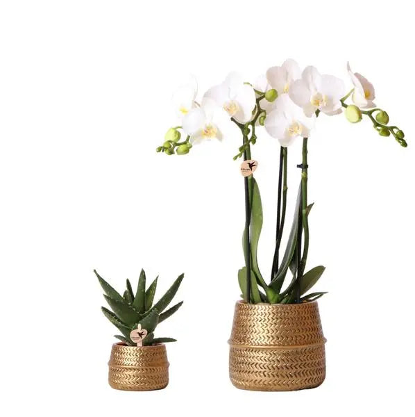 Kolibri Company - Planten set Groove goud | Set met witte Phalaenopsis orchidee Amabilis Ø9cm en groene plant Succulent Aloe Brevifolia Ø6cm  | incl. gouden keramieken sierpotten  BotanicBridge