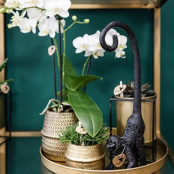 Kolibri Company - Planten set Groove goud | Set met witte Phalaenopsis orchidee Amabilis Ø9cm en groene plant Succulent Aloe Brevifolia Ø6cm  | incl. gouden keramieken sierpotten  BotanicBridge