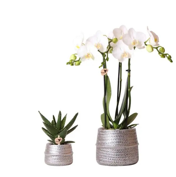 Kolibri Company - Planten set Groove zilver | Set met witte Phalaenopsis orchidee Amabilis Ø9cm en groene plant Succulent Aloe Brevifolia Ø6cm  | incl. zilver keramieken sierpotten  BotanicBridge