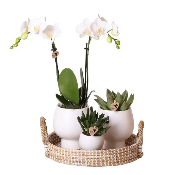 Kolibri Company | Gift set Scandic white | Plantenset met witte Phalaenopsis Orchidee en Succulenten incl. keramieken sierpotten  BotanicBridge