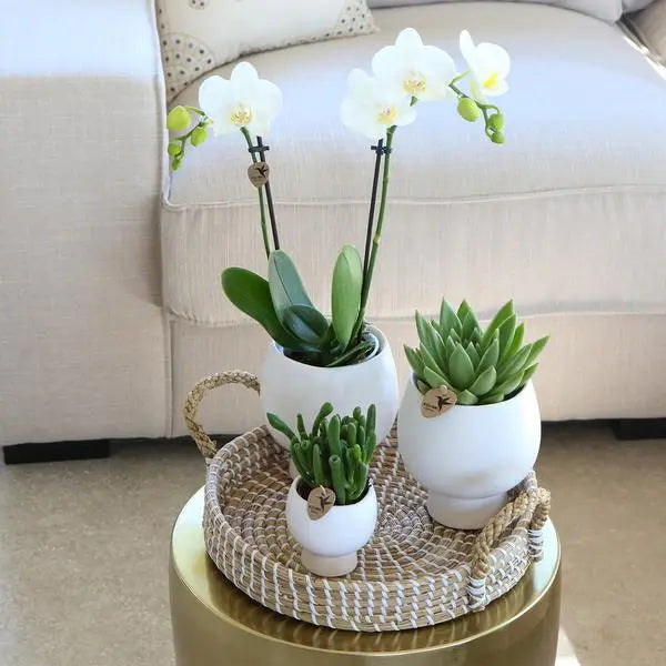 Kolibri Company | Gift set Scandic white | Plantenset met witte Phalaenopsis Orchidee en Succulenten incl. keramieken sierpotten  BotanicBridge