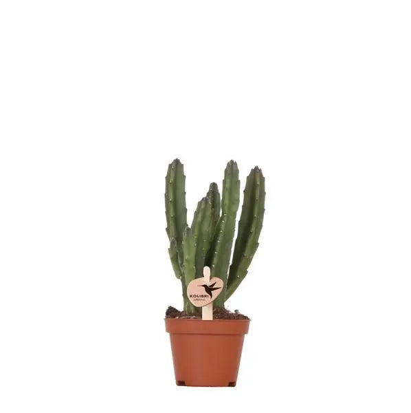 Kolibri Greens | Groene plant - Stapelia - groene kamerplant - vers van de kweker - Ø6cm  BotanicBridge