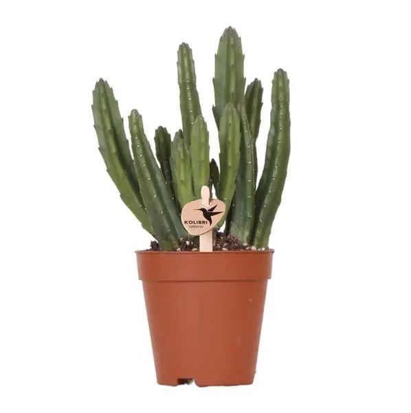 Kolibri Greens | Groene plant - Stapelia - groene kamerplant - vers van de kweker - Ø9cm  BotanicBridge