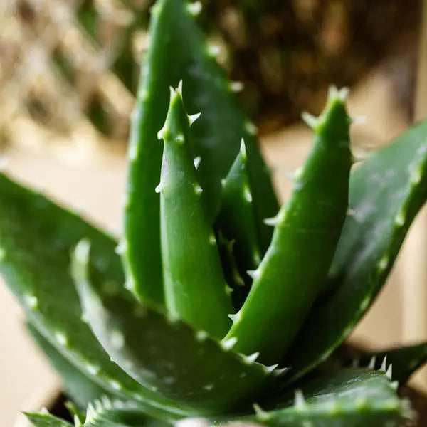 Kolibri Greens | Groene plant - Succulent Aloë Brevifolia - potmaat Ø6cm - groene kamerplant - vers van de kweker  BotanicBridge