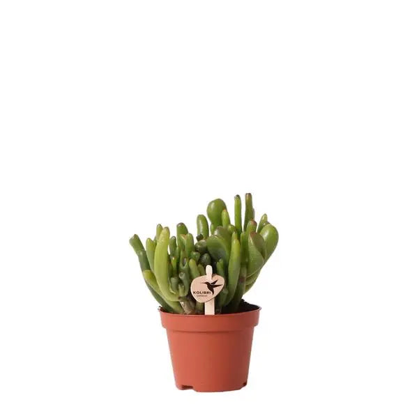 Kolibri Greens | Groene plant - Succulent Crassula Hobbit - potmaat Ø6cm - groene kamerplant - vers van de kweker  BotanicBridge