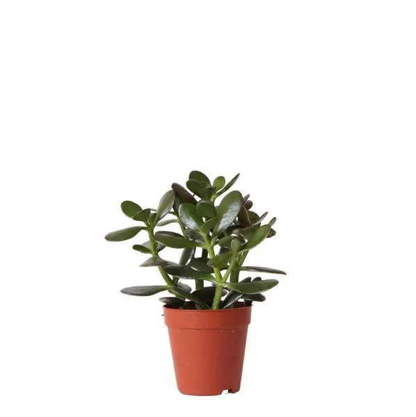 Kolibri Greens | Groene plant - Succulent Crassula Ovata -  groene kamerplant - vers van de kweker - Ø9cm  BotanicBridge