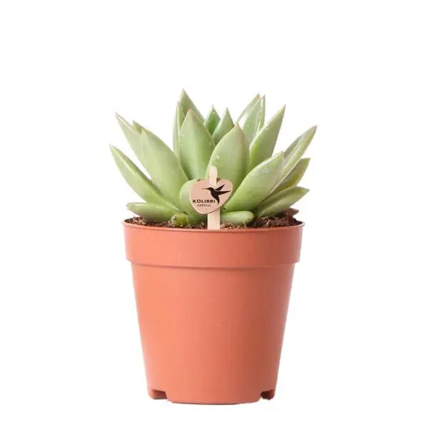 Kolibri Greens | Groene plant - Succulent Echeveria Miranda - groene kamerplant - vers van de kweker - Ø9cm  BotanicBridge