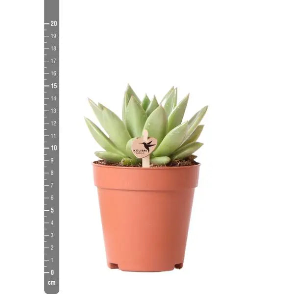 Kolibri Greens | Groene plant - Succulent Echeveria Miranda - groene kamerplant - vers van de kweker - Ø9cm  BotanicBridge