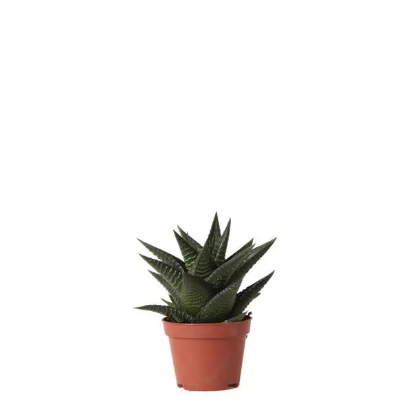 Kolibri Greens | Groene plant - Succulent Haworthia Limifolia - potmaat Ø6cm - groene kamerplant - vers van de kweker  BotanicBridge