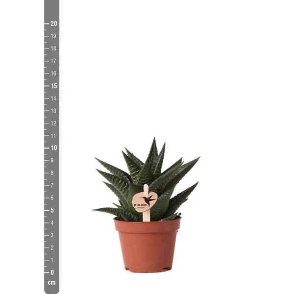 Kolibri Greens | Groene plant - Succulent Haworthia Limifolia - potmaat Ø6cm - groene kamerplant - vers van de kweker  BotanicBridge