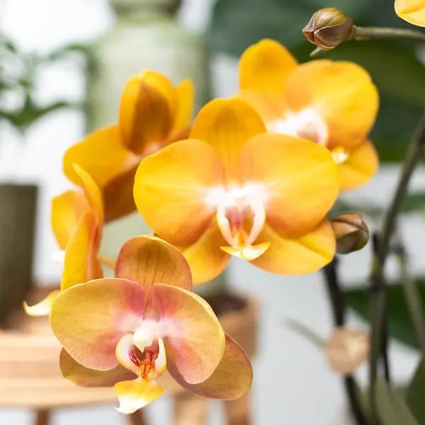 Kolibri Orchids I COMBI DEAL van 2 Phalaenopsis orchideeën - Las Vegas - potmaat Ø12cm | bloeiende kamerplant - vers van de kweker  BotanicBridge