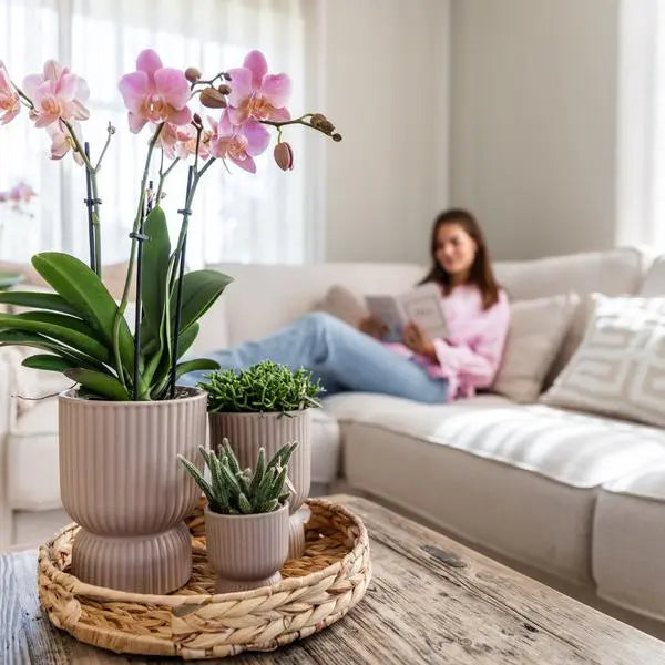 Kolibri Orchids I COMBI DEAL van 2 oud roze Phalaenopsis orchideeën - Treviso - potmaat Ø12cm | bloeiende kamerplant - vers van de kweker  BotanicBridge