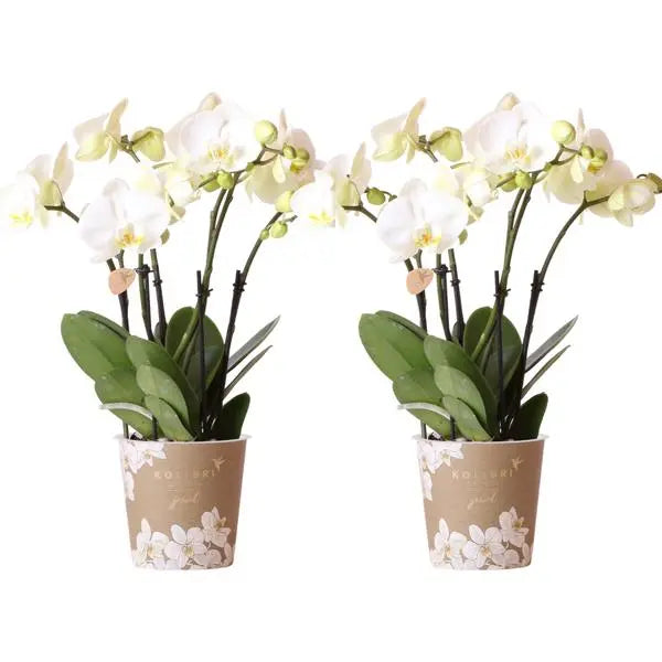 Kolibri Orchids I COMBI DEAL van 2 witte Phalaenopsis orchideeën - potmaat Ø12cm | bloeiende kamerplant - vers van de kweker  BotanicBridge