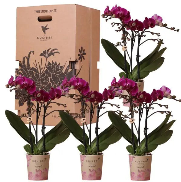 Kolibri Orchids - Surprise box eenkleurig - planten voordeel box - verrassingsbox met 4 verschillende orchideeën - vers van de kweker  BotanicBridge