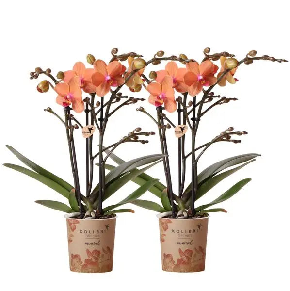 Kolibri Orchids | COMBI DEAL van 2 oranje Phalaenopsis orchideeën - Bolzano - potmaat Ø9cm  bloeiende kamerplant - vers van de kweker  BotanicBridge