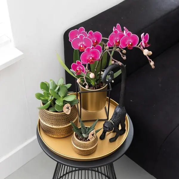 Kolibri Orchids | COMBI DEAL van 2 paarse phalaenopsis orchideeën - Morelia - potmaat Ø9cm | bloeiende kamerplant - vers van de kweker  BotanicBridge