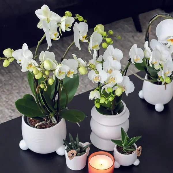 Kolibri Orchids | COMBI DEAL van 2 witte Phalaenopsis orchideeën - Amabilis - potmaat Ø9cm | bloeiende kamerplant - vers van de kweker  BotanicBridge