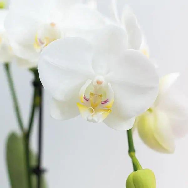 Kolibri Orchids | COMBI DEAL van 2 witte Phalaenopsis orchideeën - Amabilis - potmaat Ø9cm | bloeiende kamerplant - vers van de kweker  BotanicBridge