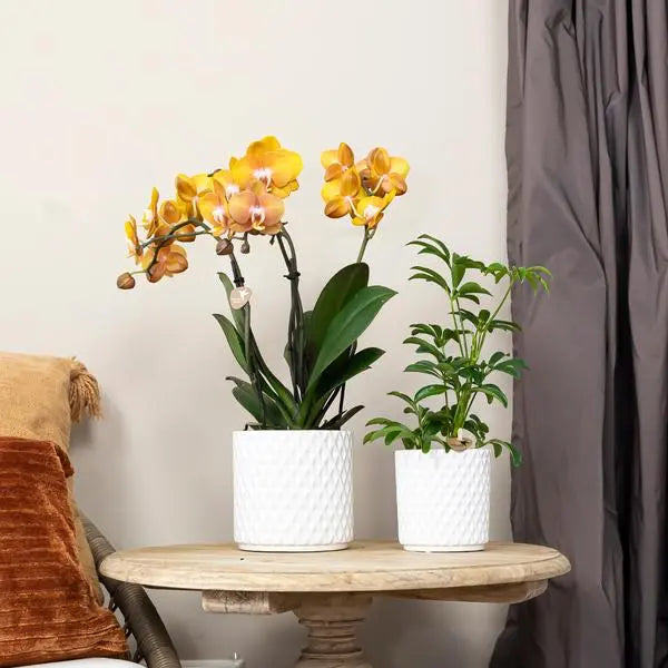 Kolibri Orchids | COMBI DEAL van 4 Phalaenopsis orchideeën - Las Vegas - potmaat Ø12cm | bloeiende kamerplant - vers van de kweker  BotanicBridge