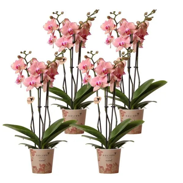 Kolibri Orchids | COMBI DEAL van 4 Phalaenopsis orchideeën - Pirate Picotee - potmaat Ø12cm | bloeiende kamerplant - vers van de kweker  BotanicBridge