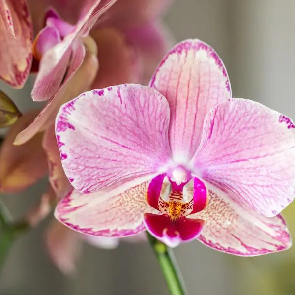 Kolibri Orchids | COMBI DEAL van 4 Phalaenopsis orchideeën - Pirate Picotee - potmaat Ø12cm | bloeiende kamerplant - vers van de kweker  BotanicBridge