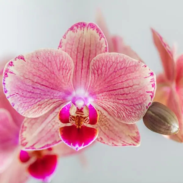 Kolibri Orchids | COMBI DEAL van 4 Phalaenopsis orchideeën - Pirate Picotee - potmaat Ø12cm | bloeiende kamerplant - vers van de kweker  BotanicBridge