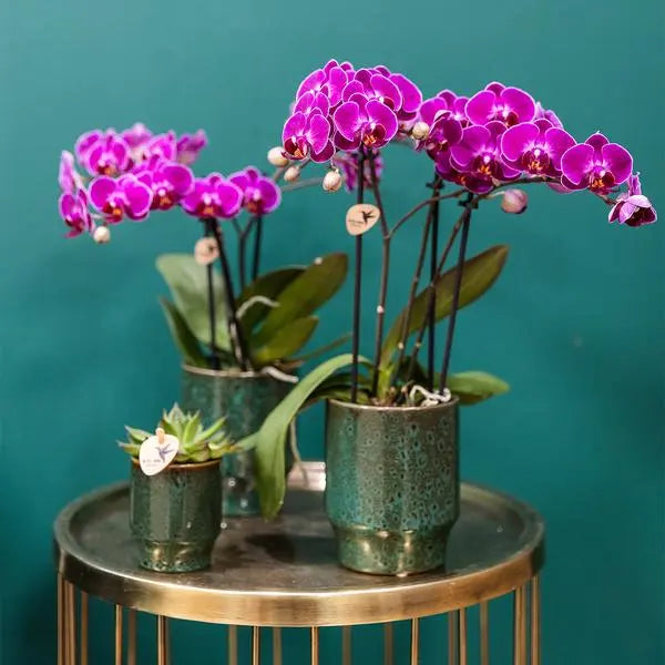 Kolibri Orchids | COMBI DEAL van 4 paarse phalaenopsis orchideeën - Morelia - potmaat Ø9cm | bloeiende kamerplant - vers van de kweker  BotanicBridge