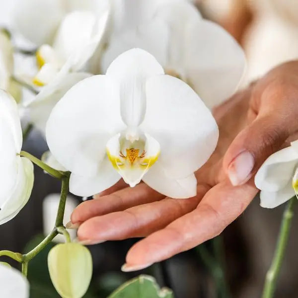 Kolibri Orchids | COMBI DEAL van 4 witte orchideeën - Ghent - potmaat Ø12cm | bloeiende kamerplant - vers van de kweker  BotanicBridge